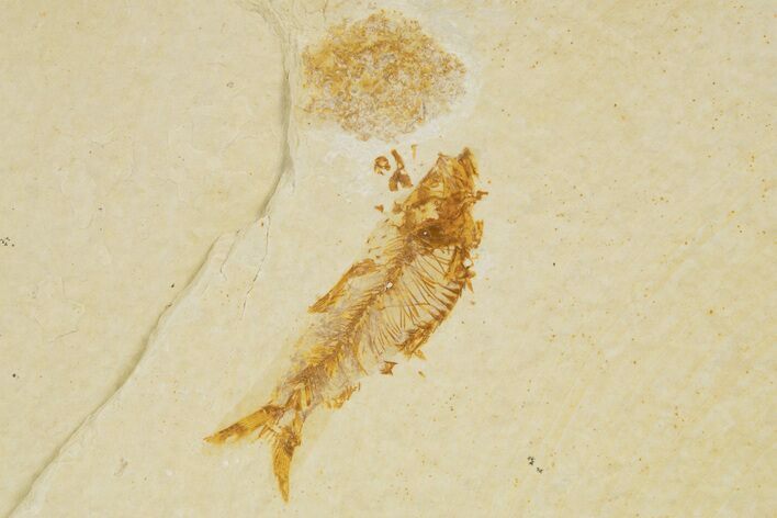 Juvenile Fossil Fish (Diplomystus) - Wyoming #333715